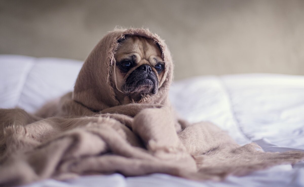 how-much-chicken-and-rice-should-you-feed-your-sick-dog-my-doggy-advisor