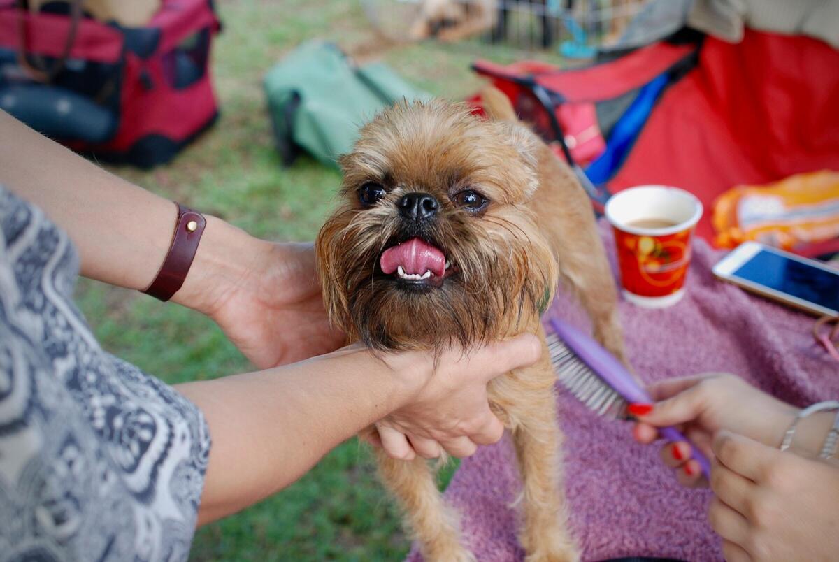 how-to-cut-your-dog-s-hair-for-summer-my-doggy-advisor